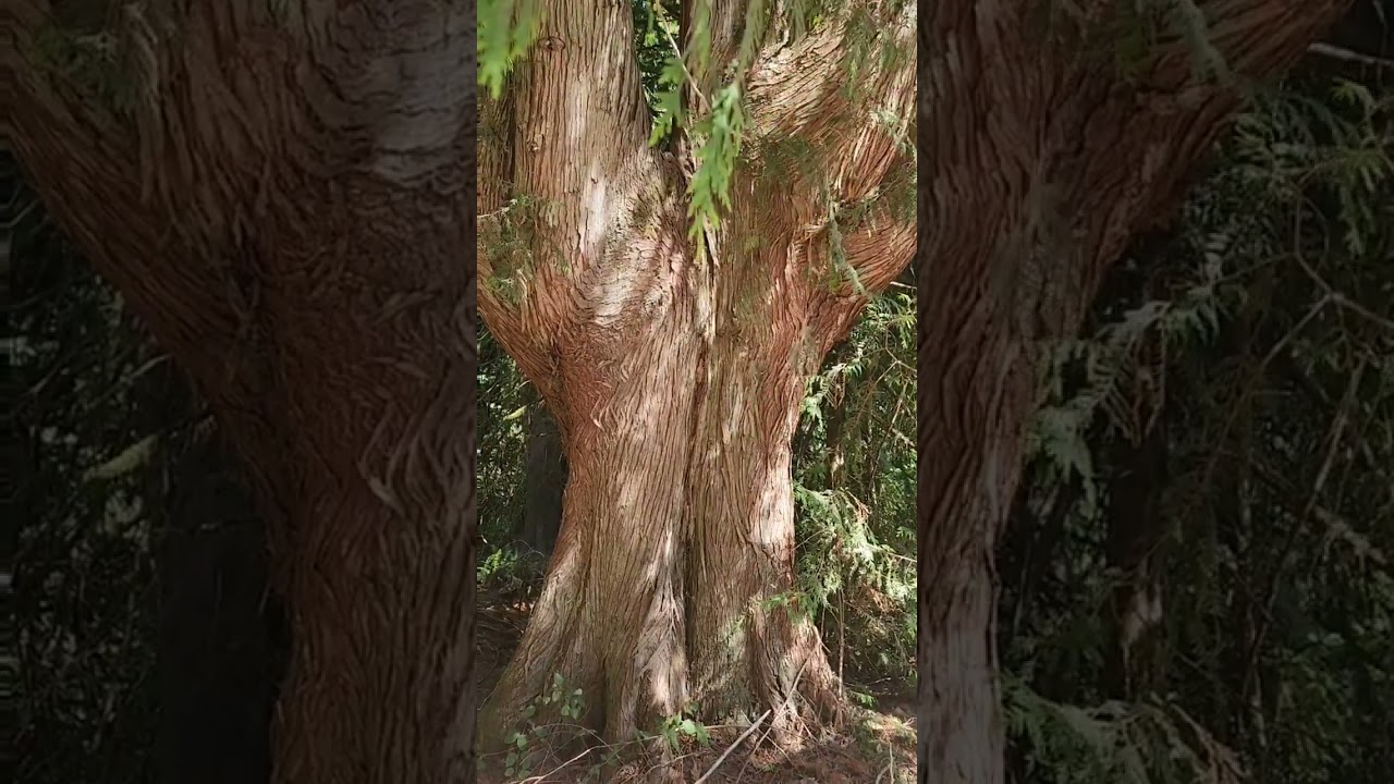 Coping Method Nice walk through Hopkins Demonstration Forest  Not much talking, the Bee, though