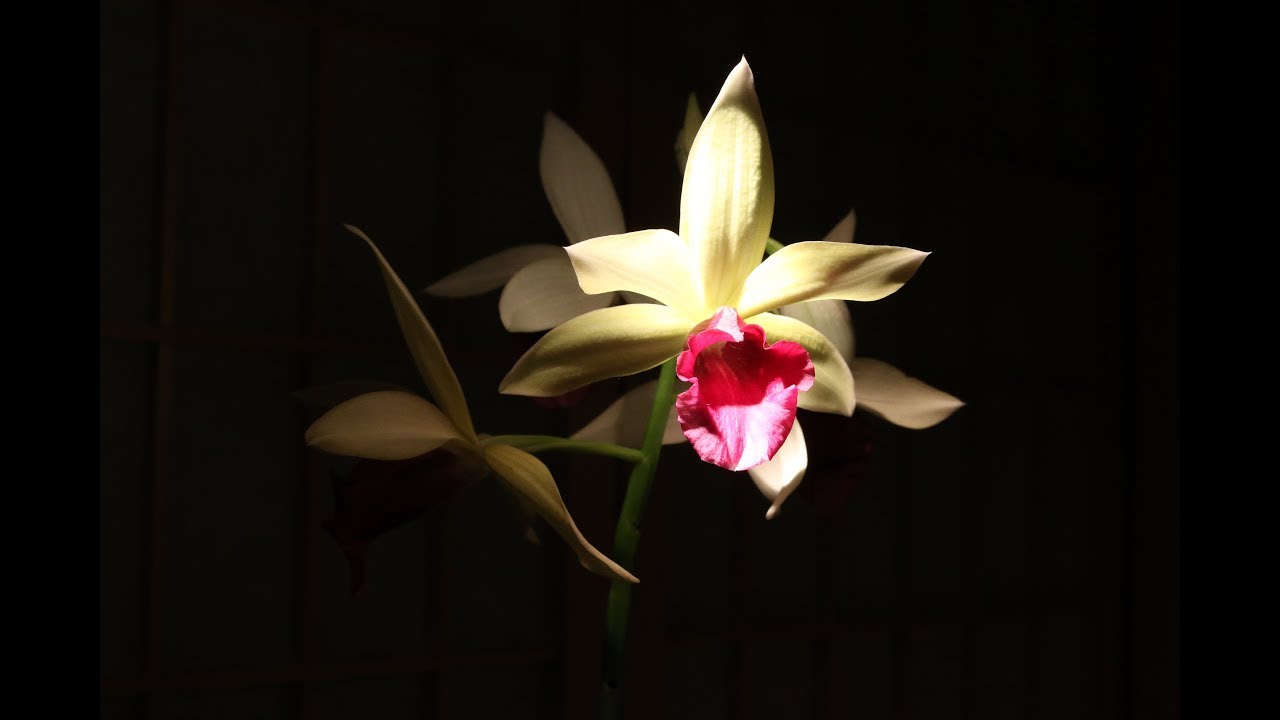Orchid Show 2018 at Chicago Botanic Gardens