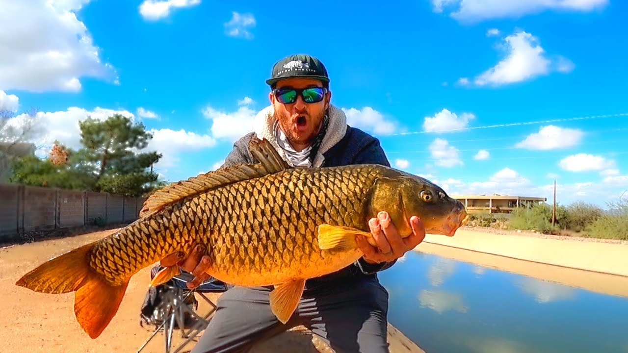 Catching Giant Carp In A Canal