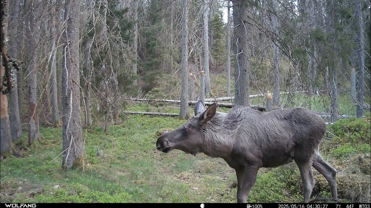 Wolfang WT03 Trail Cam: Moose in Tyresta Naturreservat