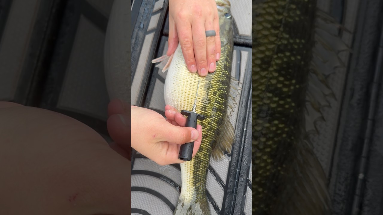 Как шипеть на рыбе: обязательно для глубоководной рыбалки и здоровья рыбы #bassfishing