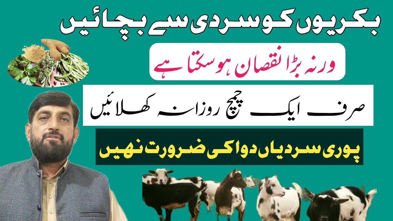 Bakrion Ko Sardi Se Bachanay Ka دیسی Kitchen Formula  | Goat Sheep Ko سردیوں mein بیماری se بچائیں