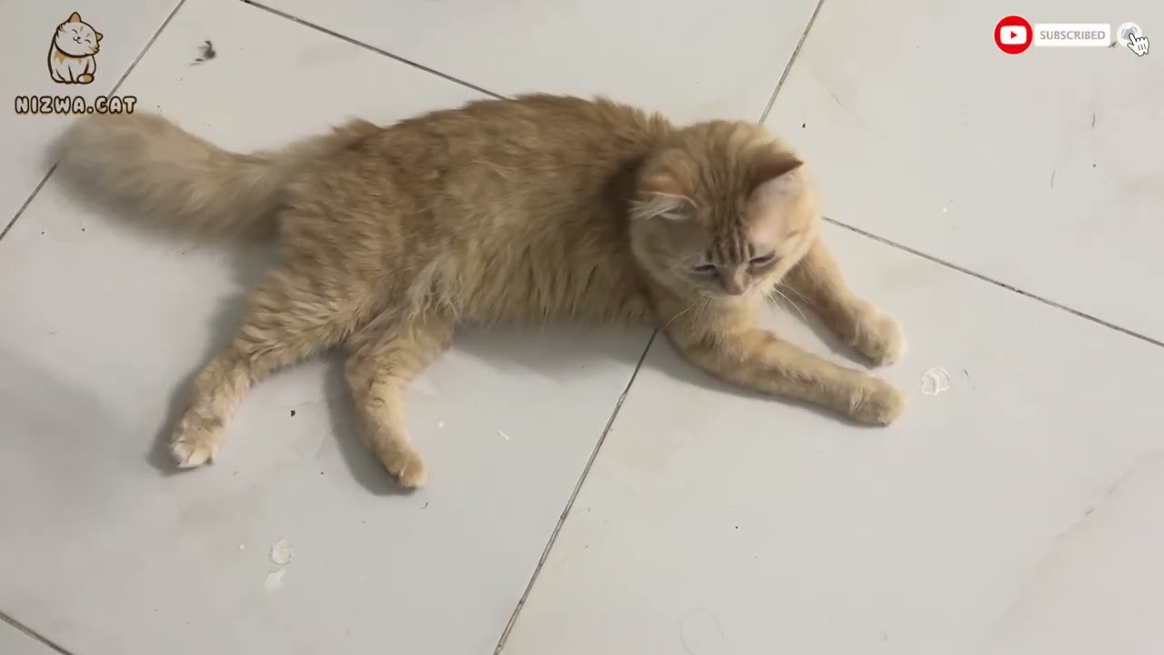 Kittens 🐈‍⬛ | our cat family | love ❤️ | Persian cats | orange cat | relaxing | relax 