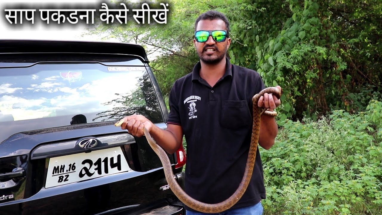 साप पकडना कैसे सिखते है.. जानने के लिए इस वीडियो को आखरी तक देखिये.. Snake catching information