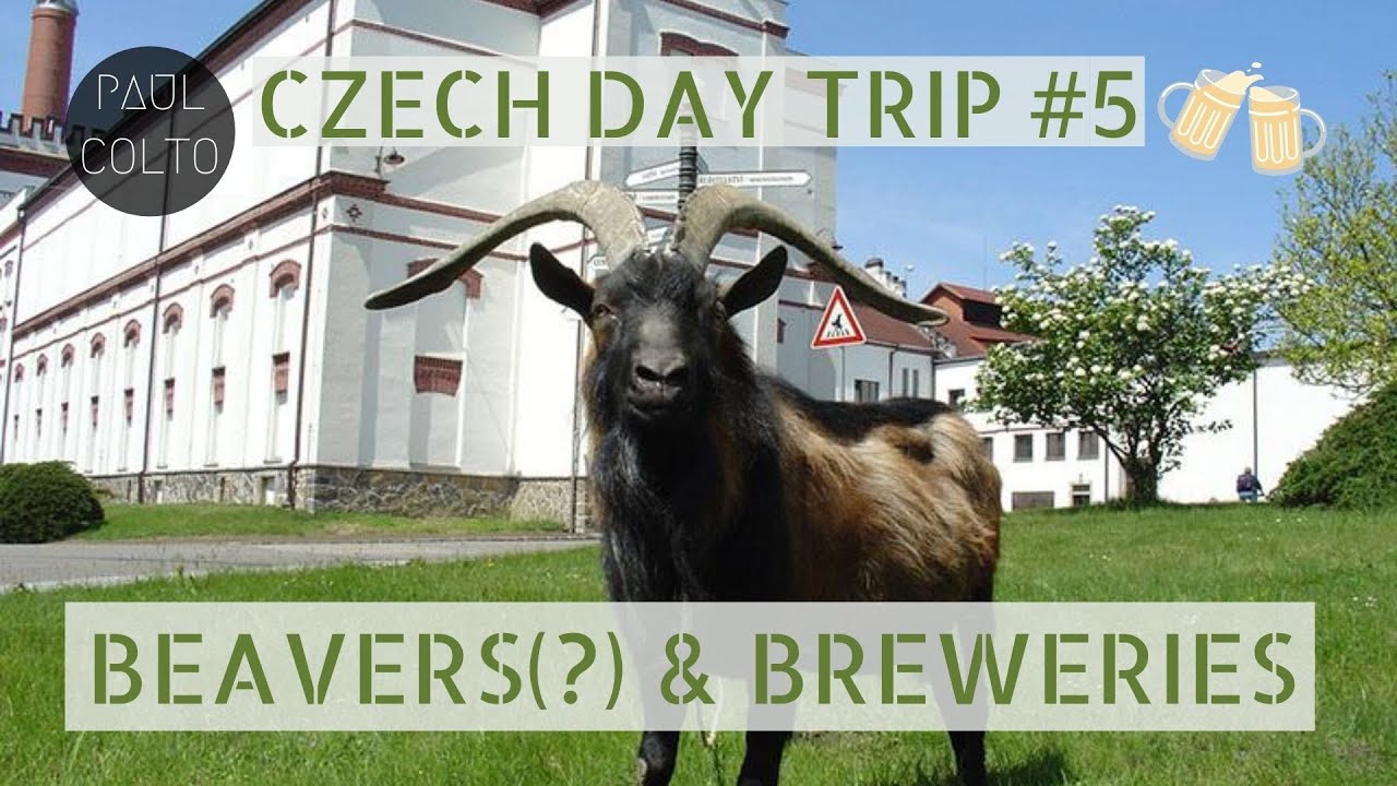 Czech Day Trip #5: BENEŠOVSKO, NUTRIE & PIVOVAR VELKÉ POPOVICE 🐾🍻🇨🇿 (27.7km)