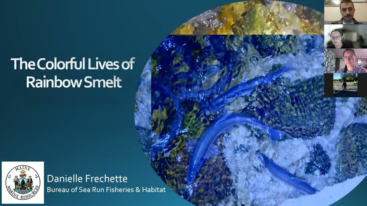 The Colorful Lives of Rainbow Smelt with Dr. Danielle Frechette