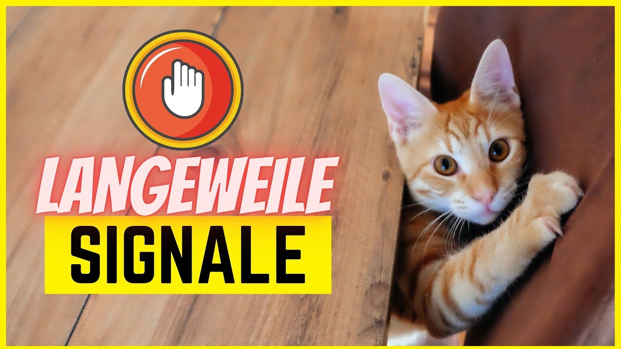 Ist deiner Katze langweilig? (Top 6 Anzeichen!)