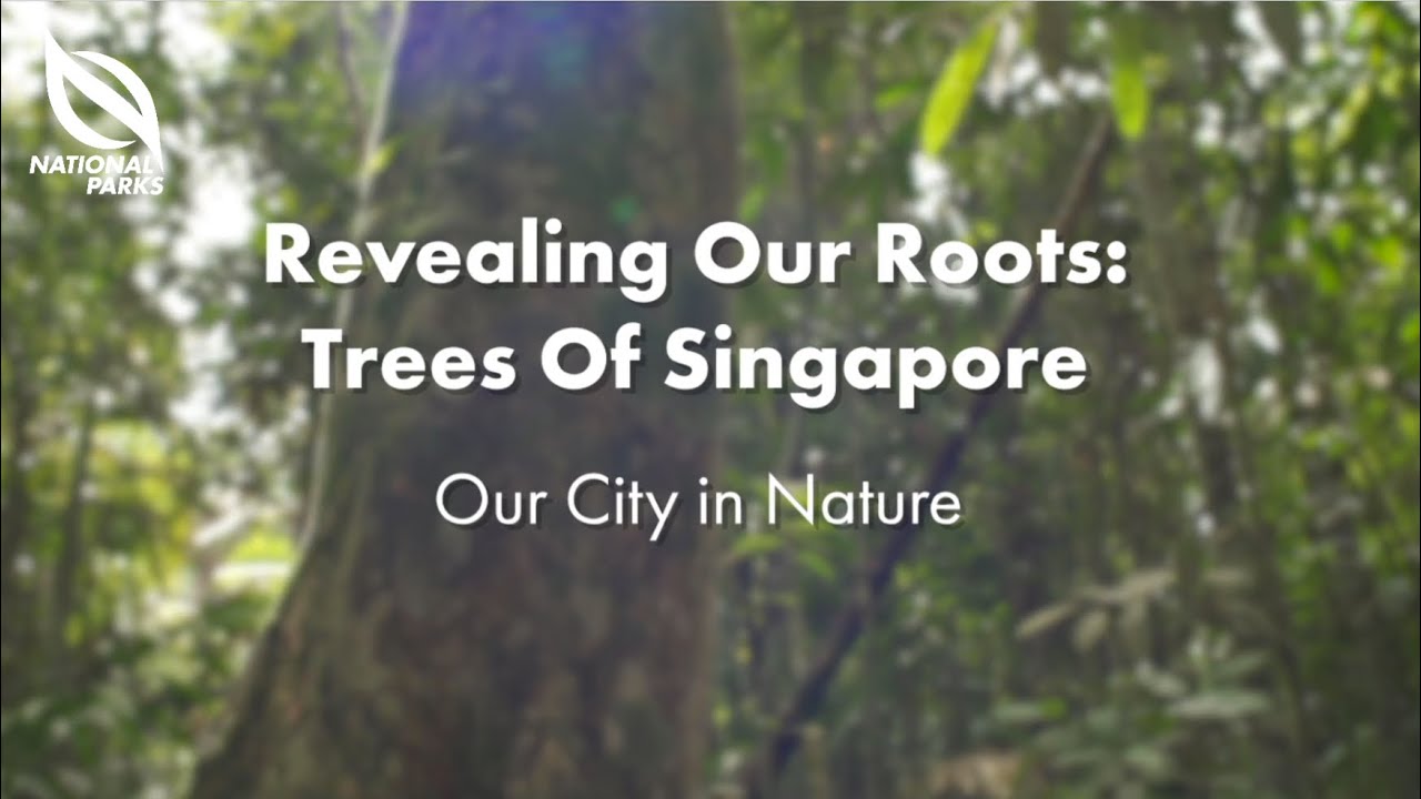 Revealing our Roots: Trees of Singapore | Our City in Nature
