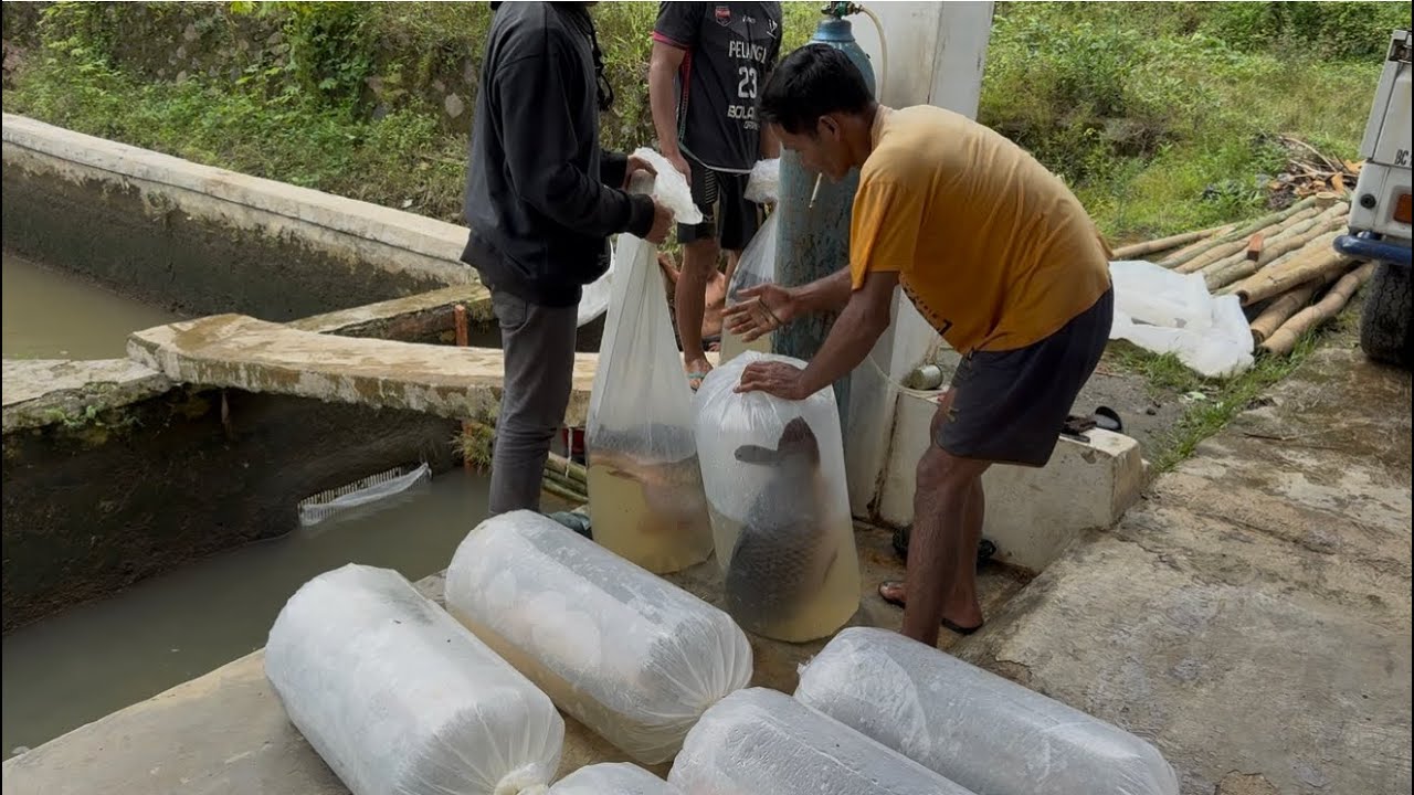 PROSES PACKING IKAN MAS JUMBO SIAP MELUNCUR KE PEMANCINGAN BHS SUMEDANG