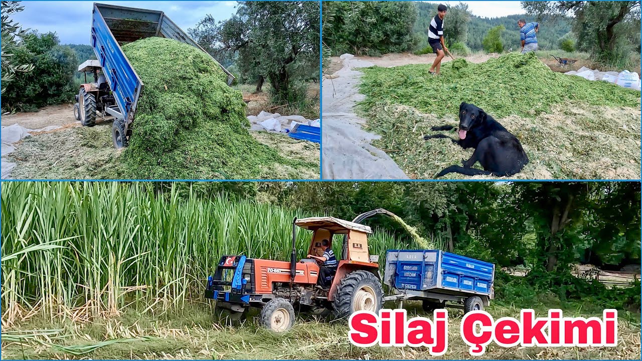 Hayvan Bakmak Artık Bedava! 😱 Maralfalfa Biçimiyle Büyük Tasarruf 🚜