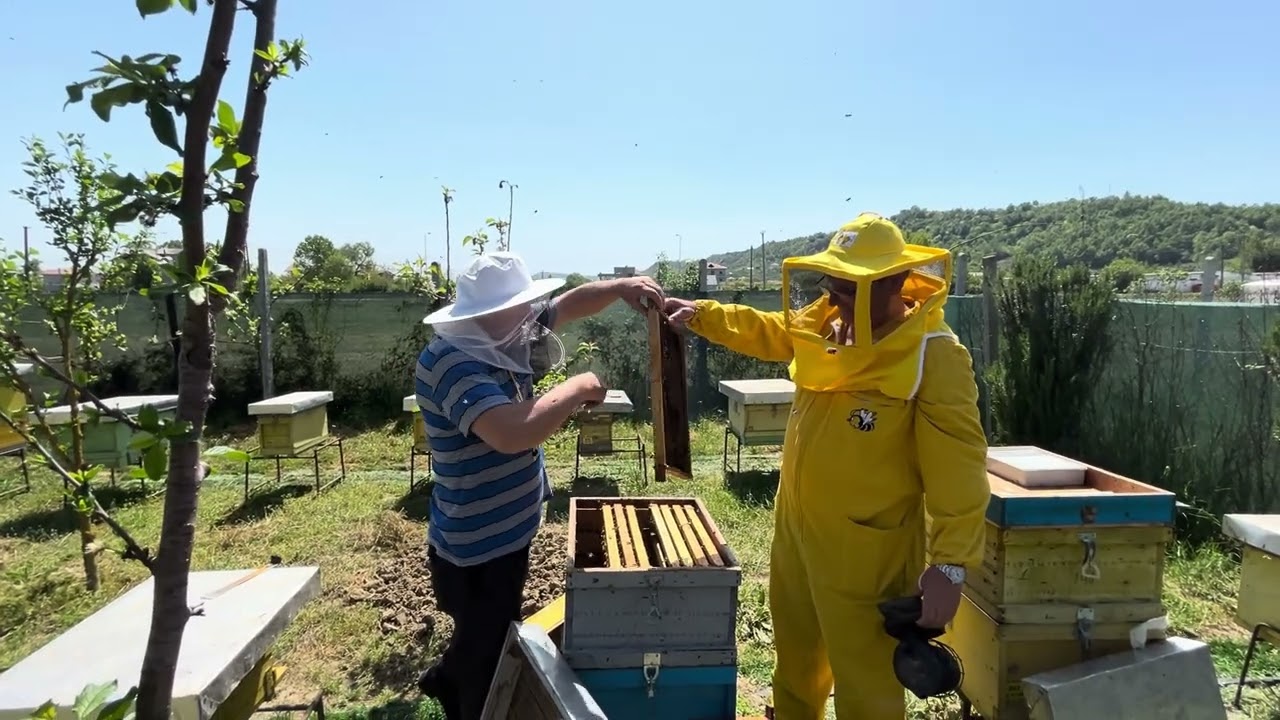 Prodhimi i mëmave të seleksionuara të bletëve me teknika bashkëkohore