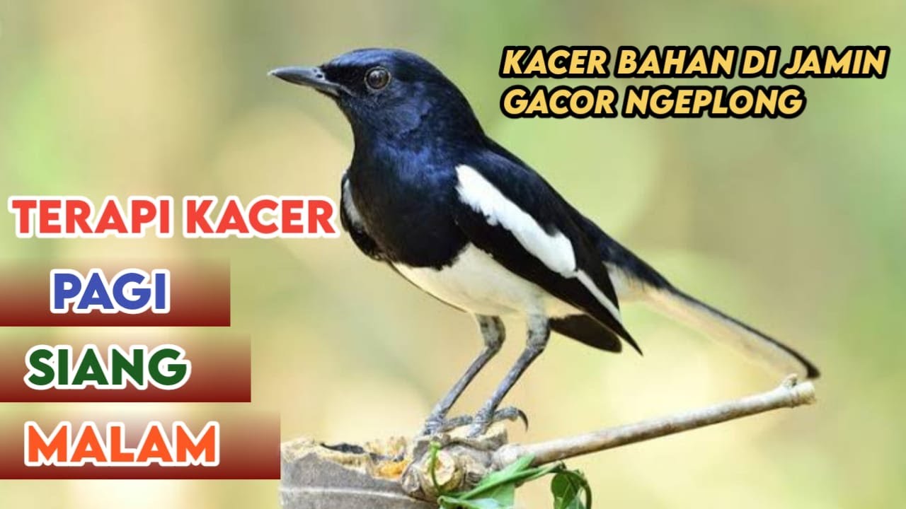 TERAPI KACER GACOR INI AMPUH ATASI KACER MACET BUNYI LANGSUNG NYAUT EMOSI BUKA EKOR