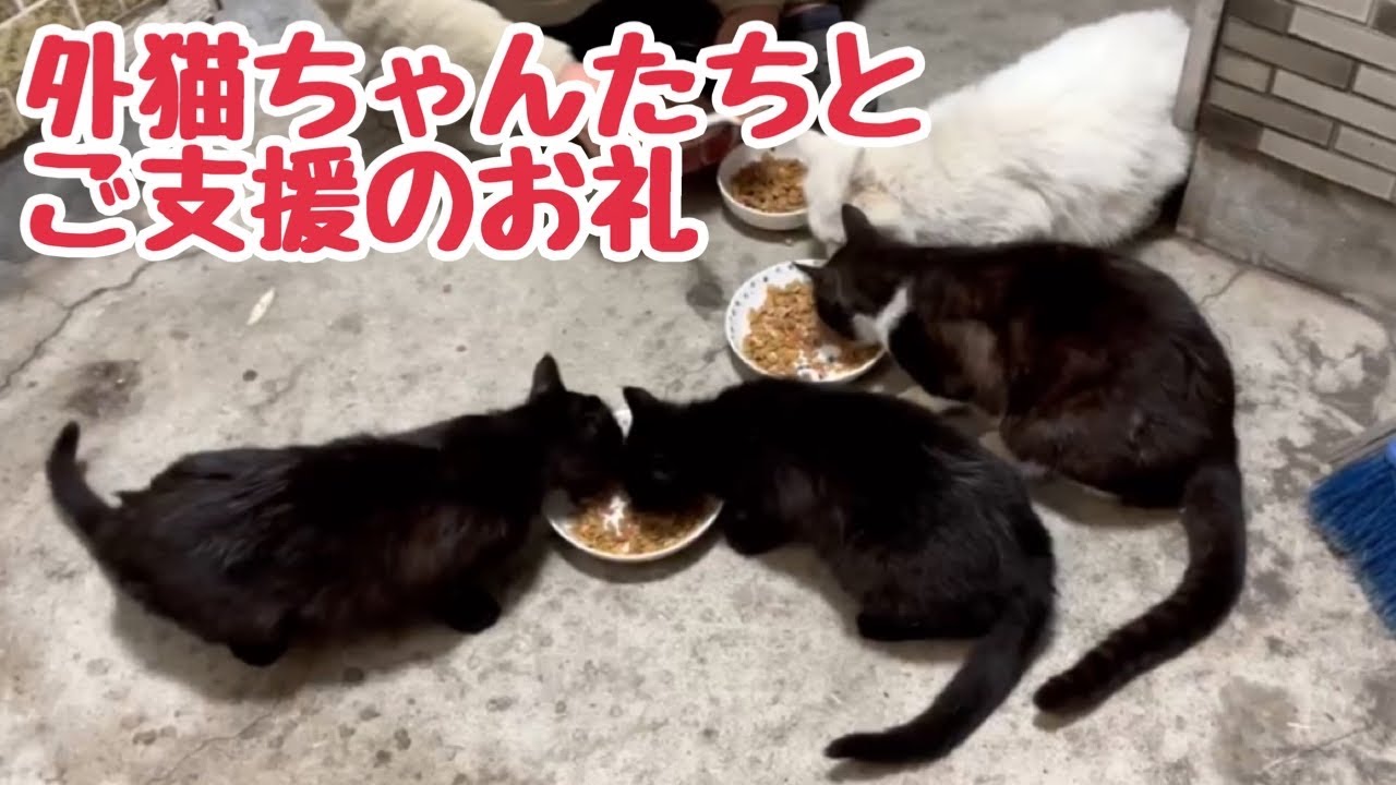 子猫ちゃんのパパもママもファミリーでお食事  ご支援のお礼