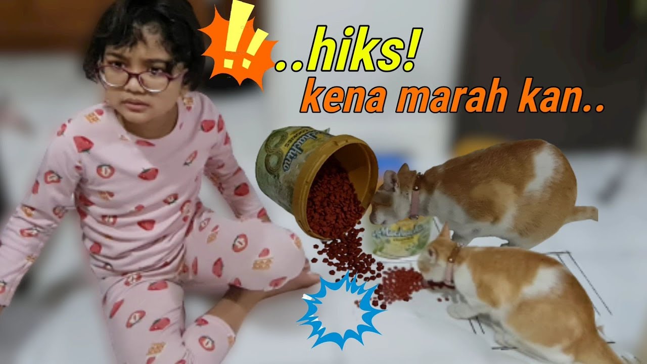 Hiks 😭 Kucing Marco Lapar Malah Numpahin Makanan 😻 Kucing Hanum Lucu | Miss Cemplon