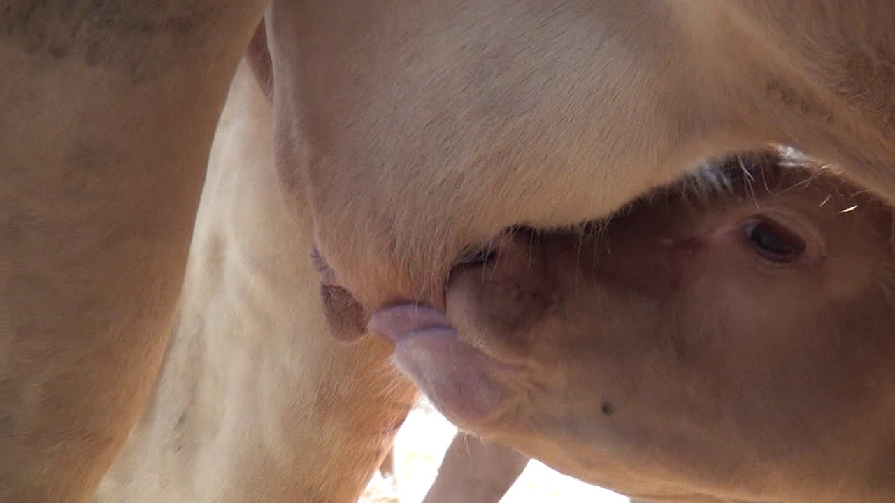 Découvrez le coeur des fermes_ Veau d'Aveyron et du Ségala