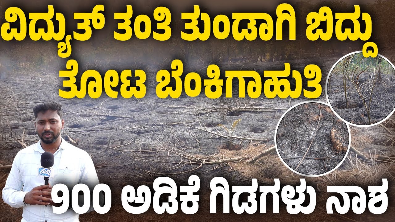 ನೋಡುನೋಡುತ್ತಿದ್ದಂತೆ ಇಡೀ ತೋಟವನ್ನು ವ್ಯಾಪಿಸಿದ ಬೆಂಕಿ| ಮಕ್ಕಳಂತೆ ಸಾಕಿದ್ದ 900 ಅಡಿಕೆ ಗಿಡಗಳು ಸರ್ವನಾಶ|