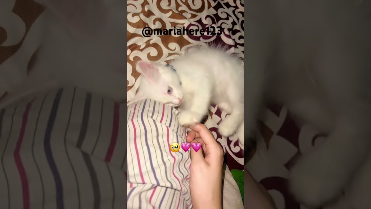 #kitten #cutecatshorts #kittenlove #kittenshorts #kittensofinstagram #kittens #catvideos #catshorts