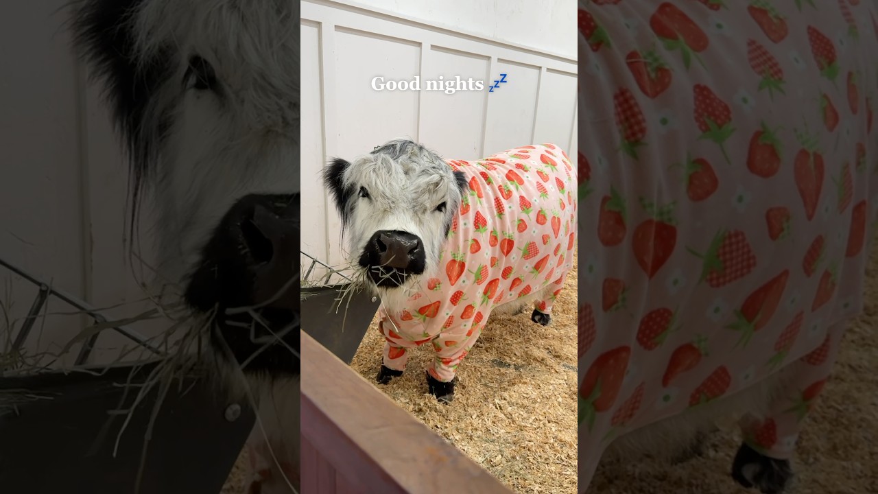 My Cow’s Bedtime Routine