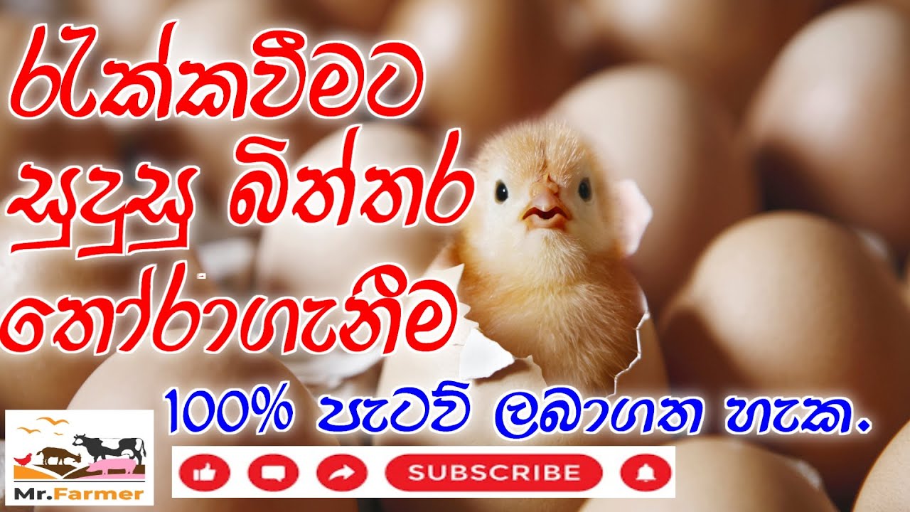 රැක්කවීමට සුදුසු බිත්තර තෝරාගැනීම 🐣 | How to select good Eggs #trending #lanka