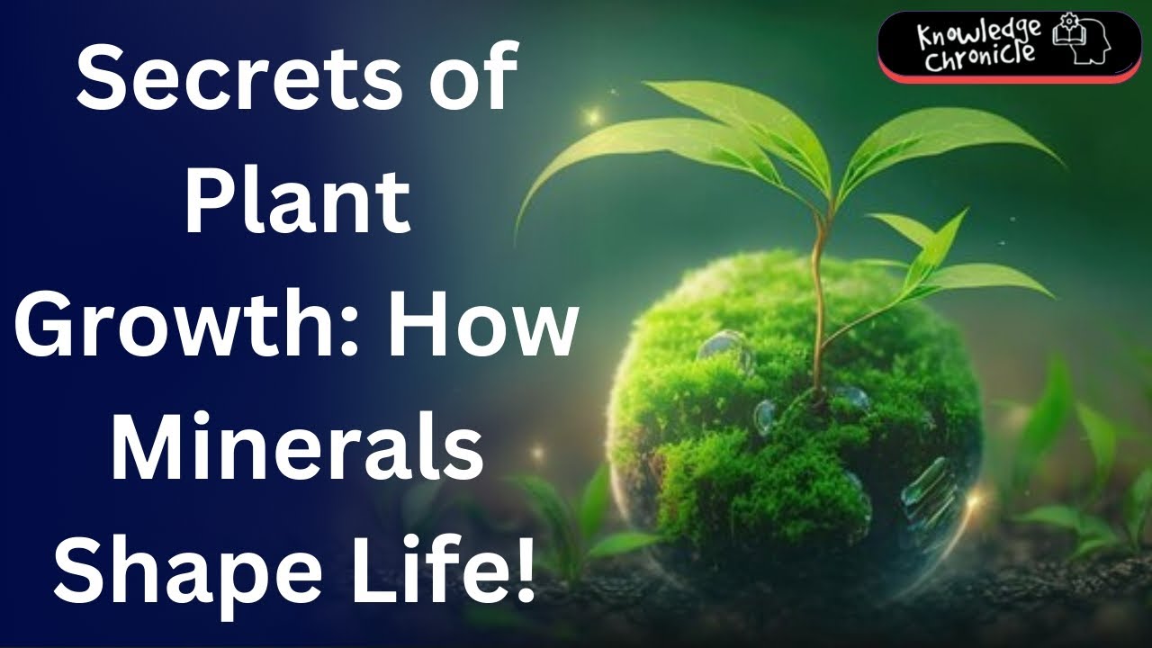 The Hidden Power of Minerals: How Plants Get Their Nutrients.