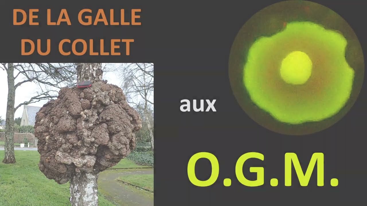 De la galle du collet aux  OGM   Hervé Kempf   SVT   Lycée de l'Elorn