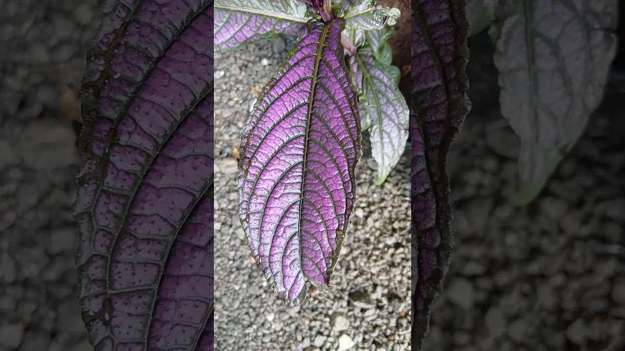 Persian Shield 