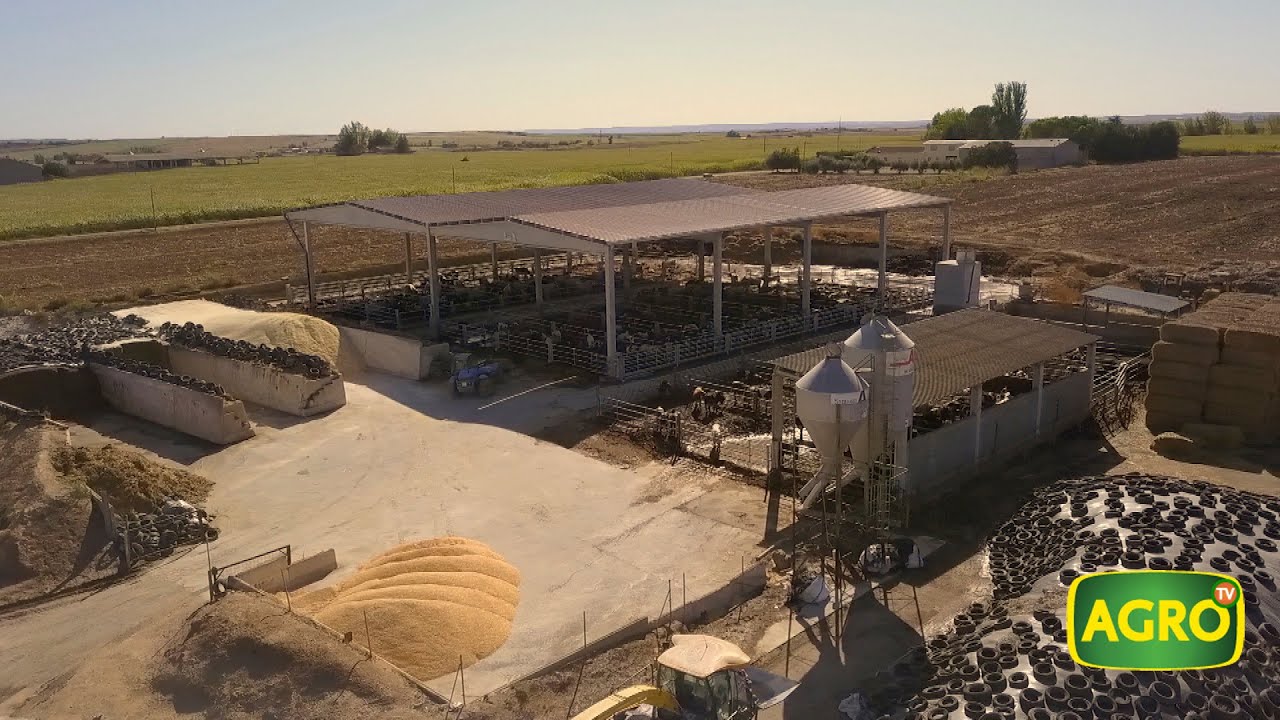 AgroTV en España: Granja Serfont , donde el engorde de Holando Rinde (#849 2019-11-09)