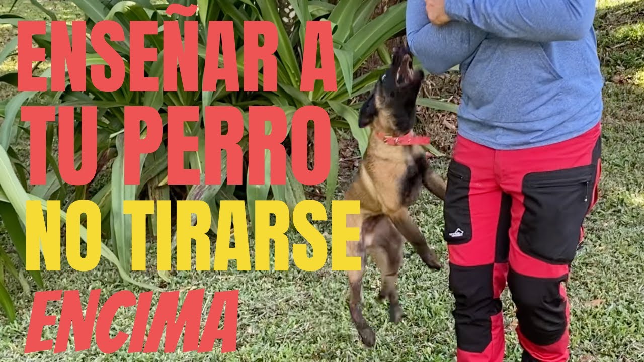 Como Hacer Para Que Tu Perro No Se Te Tire Encima!