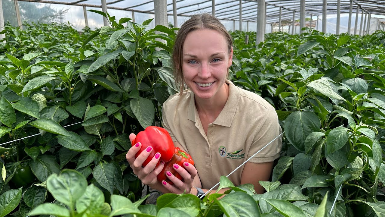Mocna odmiana na trudne warunki uprawowe – Argaman F1. Papryka, która wygrywa w walce z nicieniami