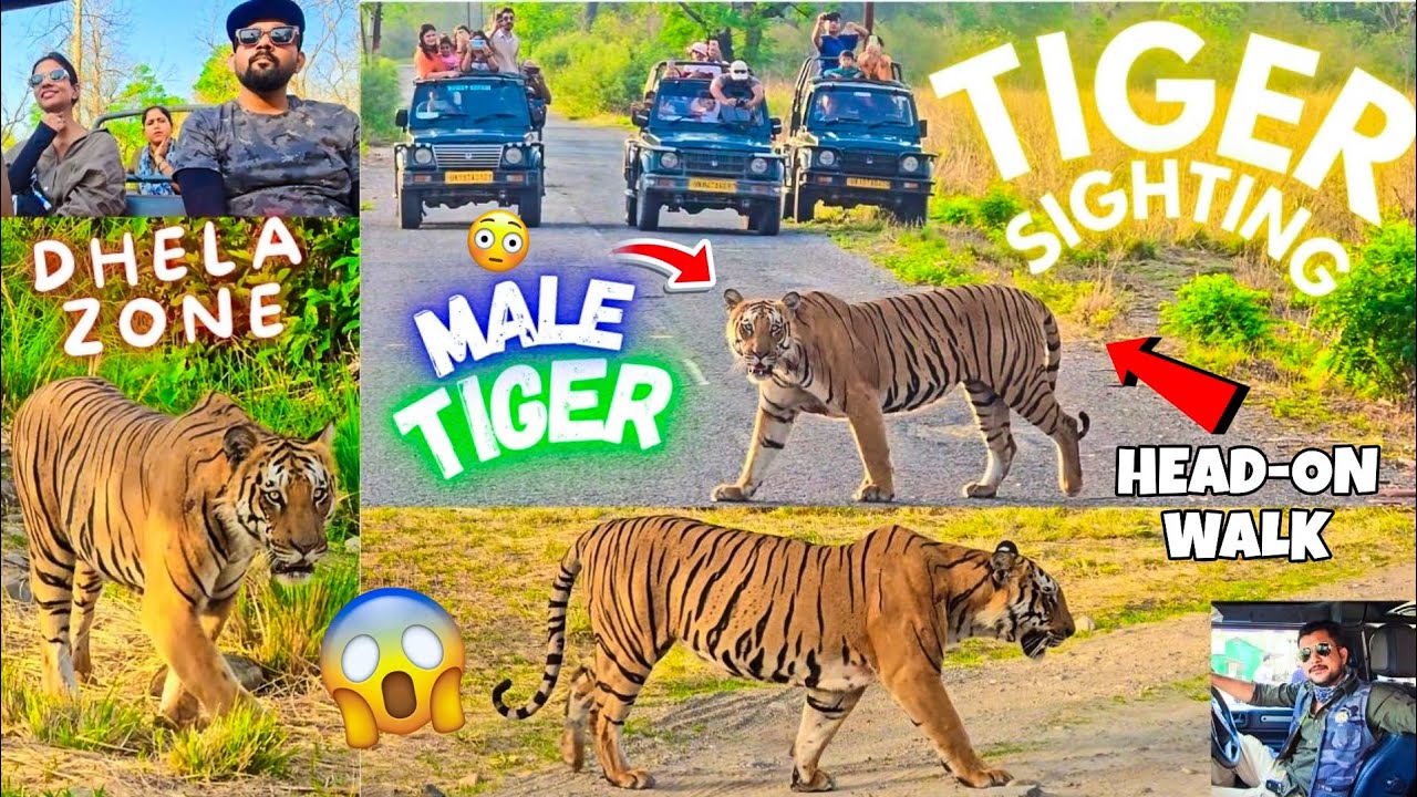 THREE TIME TIGER SIGHTING HEAD-ON WALK IN GRASSLAND & ROAD 😱 | DHELA ZONE SAFARI