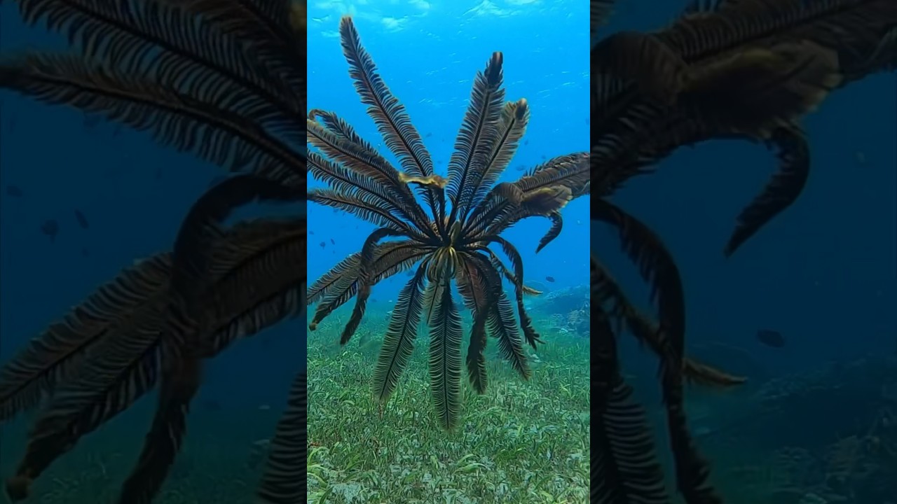 Feather star on the move 