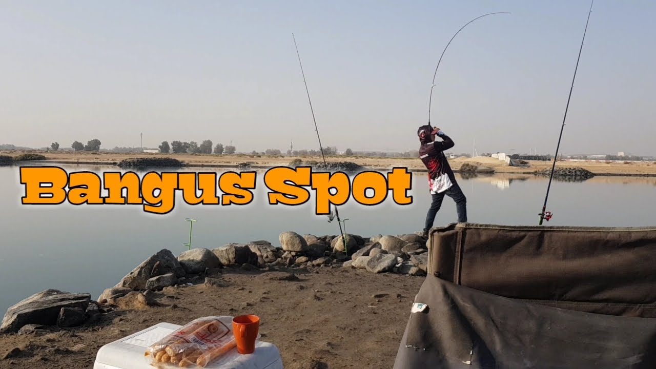 #fishing_32 BANGUS/MILK FISH | FISHING IN AL BAHIA (ABU DHABI UAE)