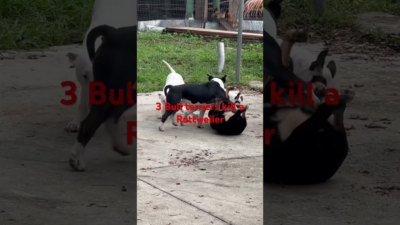 3 Bull terrier vs 1 Rottweiler 