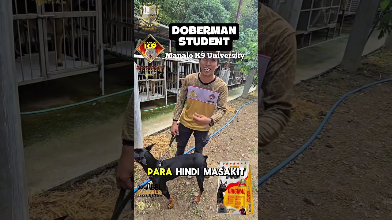 PRETTY DOBERMAN STUDENTManalo K9 UniversityDoc Abel Manalo