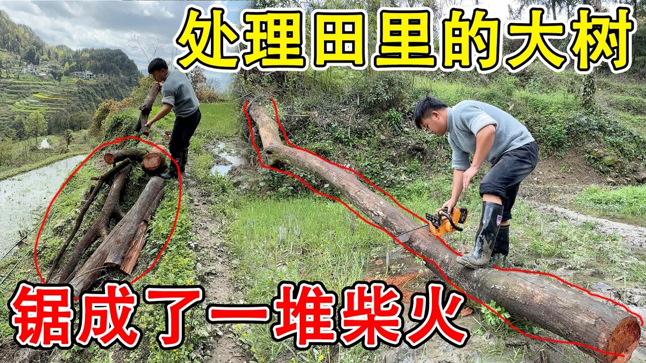 夫妻俩处理地里倒塌的大树，大半年了一直没有处理，全部锯断放一边  阿姨来背走就可以了