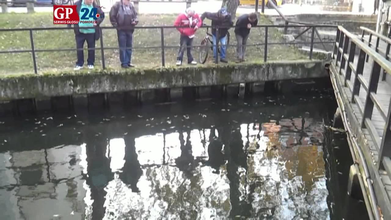 Słupsk. Chore trocie w rzece Słupia