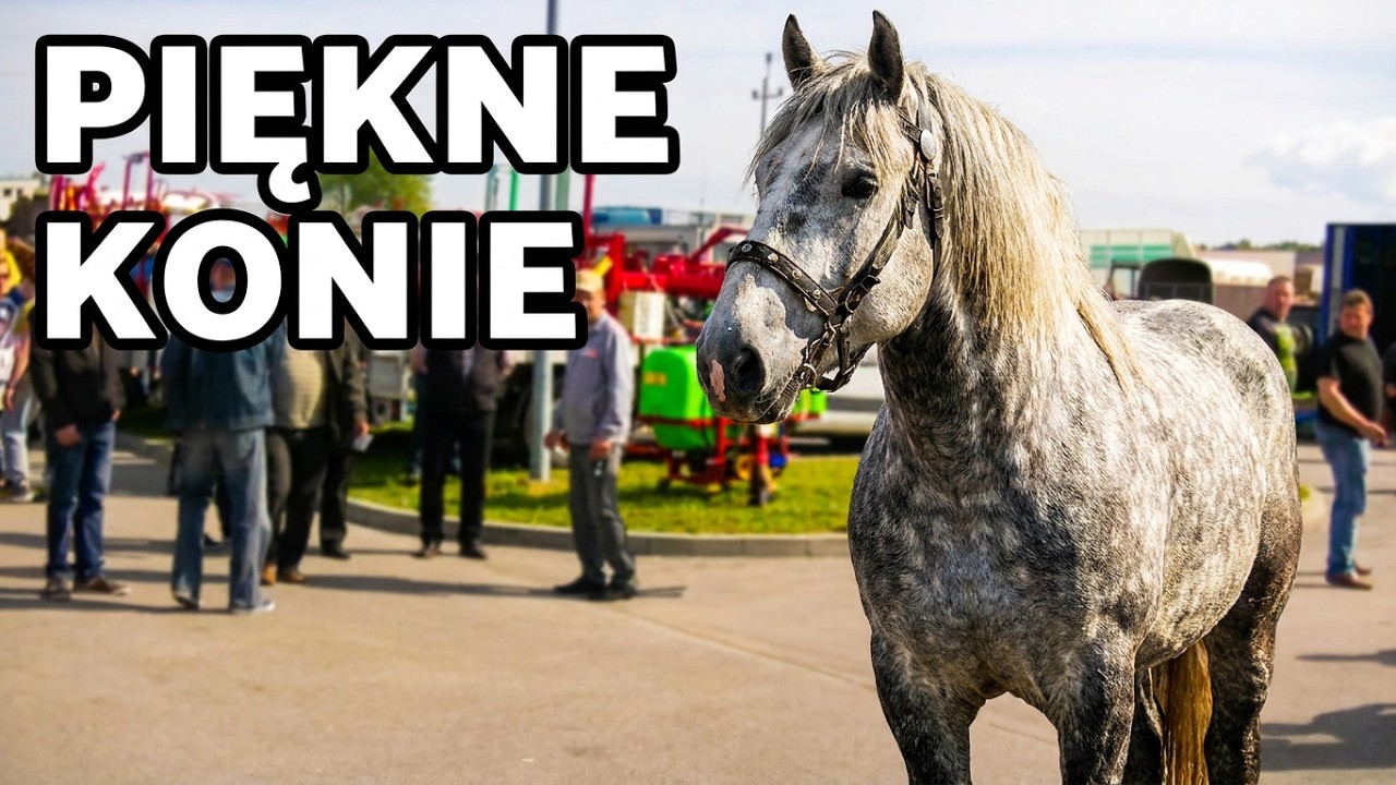 Ogólnopolskie Targi Końskie Pajęczno maj 2015