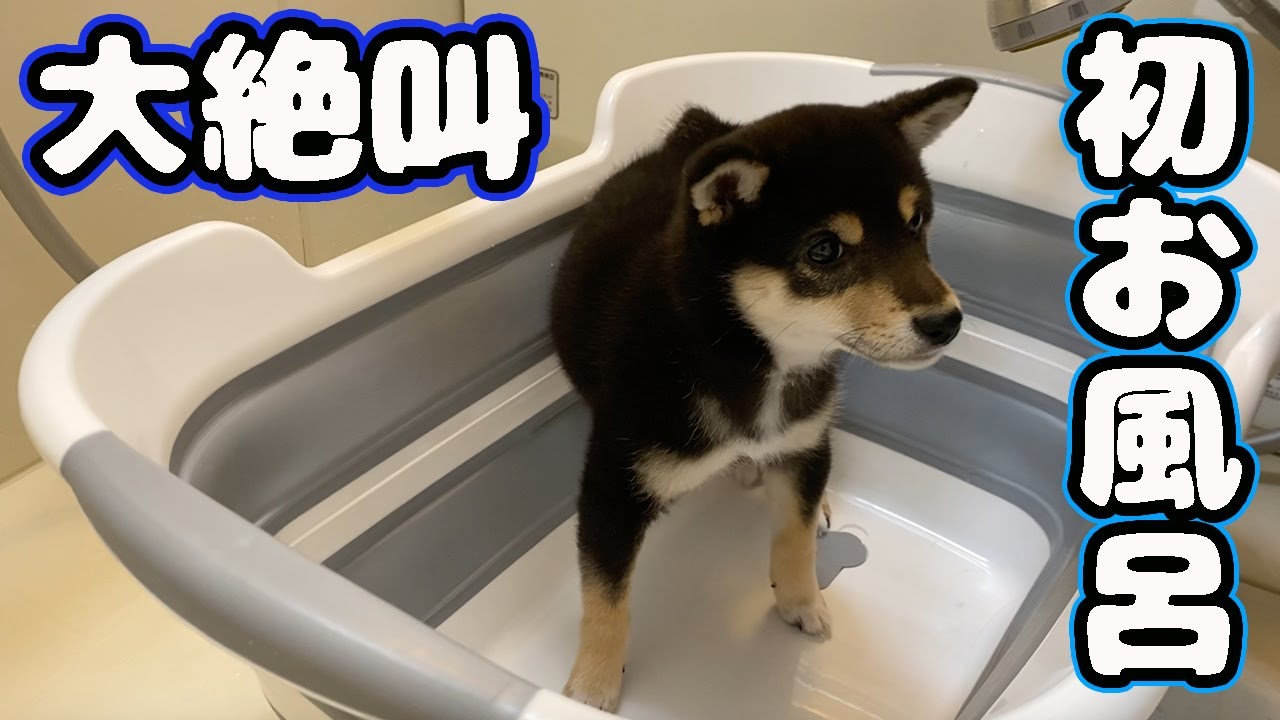 大絶叫！？初めてのお風呂にチャレンジ！ 豆柴 子犬　Shiba inu Puppy  柴犬