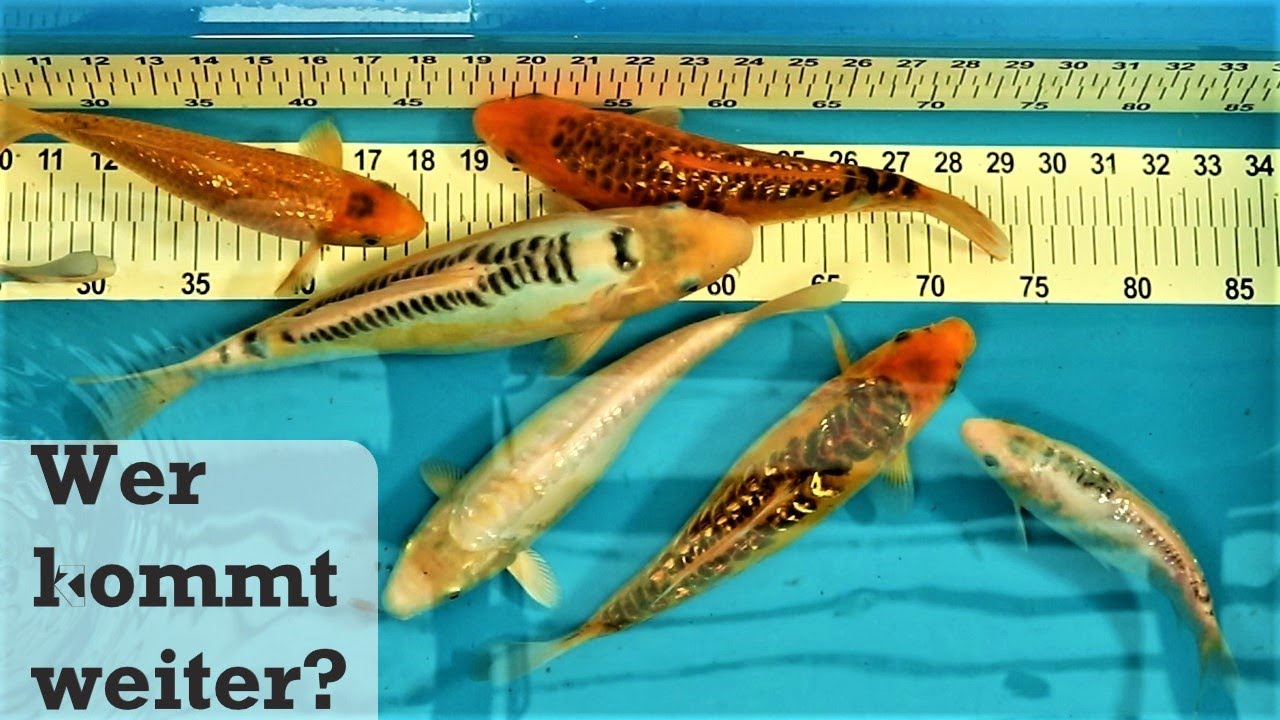 Die glitzer Koi - Ginrin und Shusui Selektion meiner selbst gezüchteten Koi