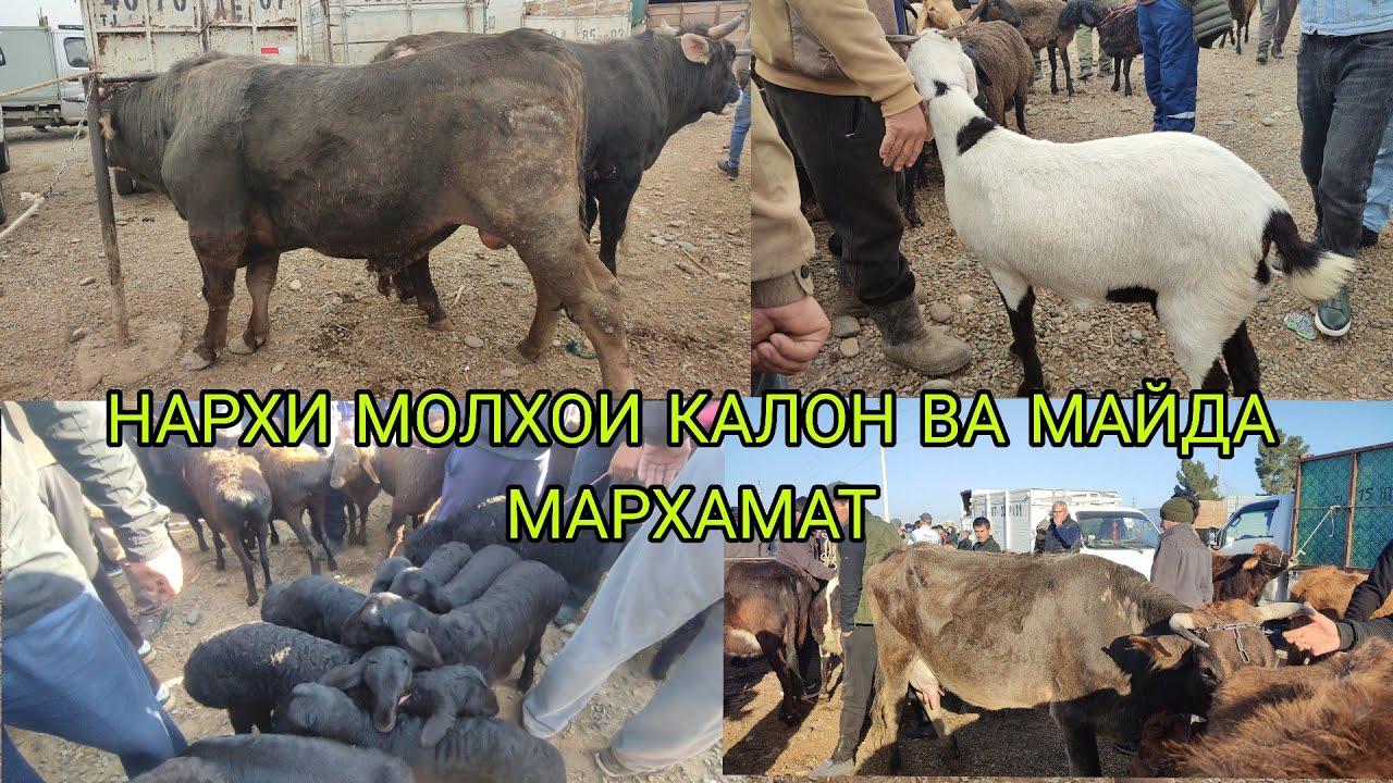 НАРХИ МОЛХОИ КАЛОН ВА МАЙДА МАРХАМАТ 04.03.2026