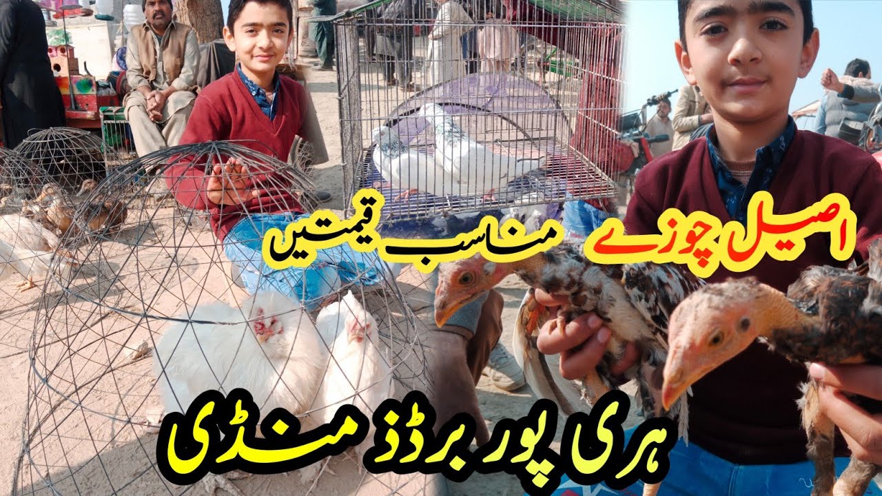 Birds Market Haripur || Aseel murga mandi Haripur|| Mandi Vlog today 😍