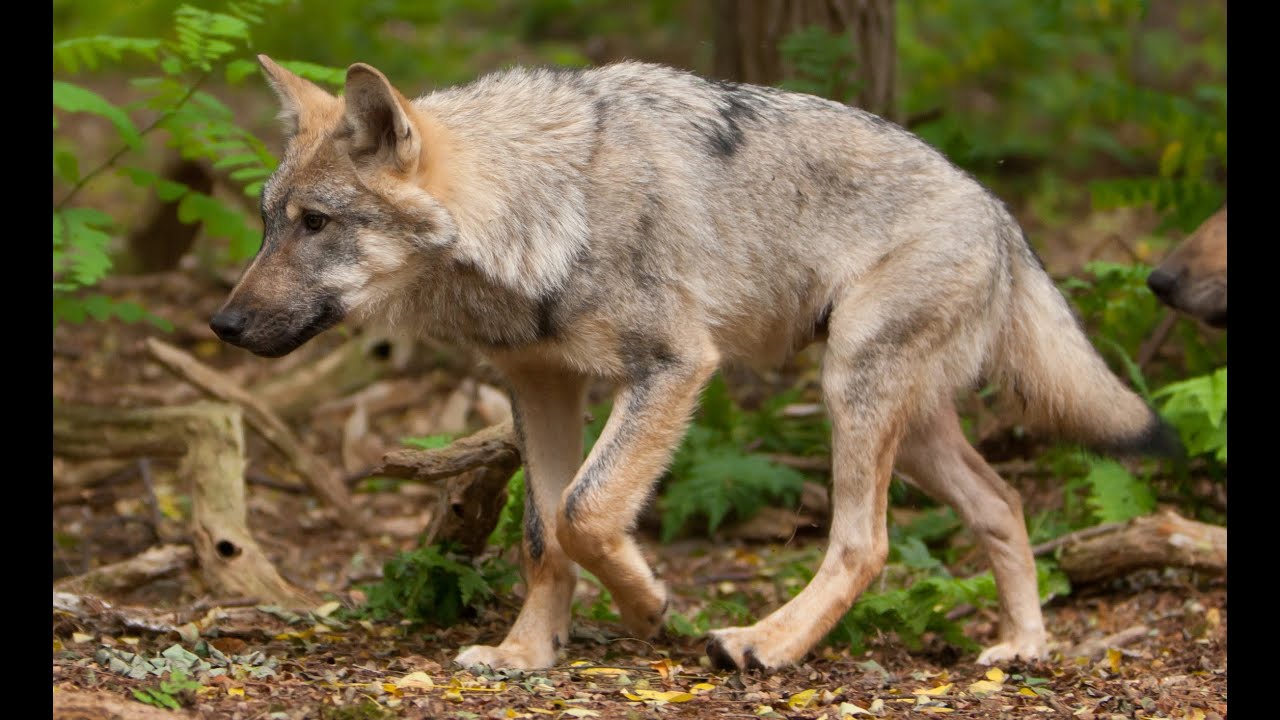 Wie bei Begegnung mit Wolf verhalten? Wolfcenter powered by schuhplus - Schuhe in Übergrößen