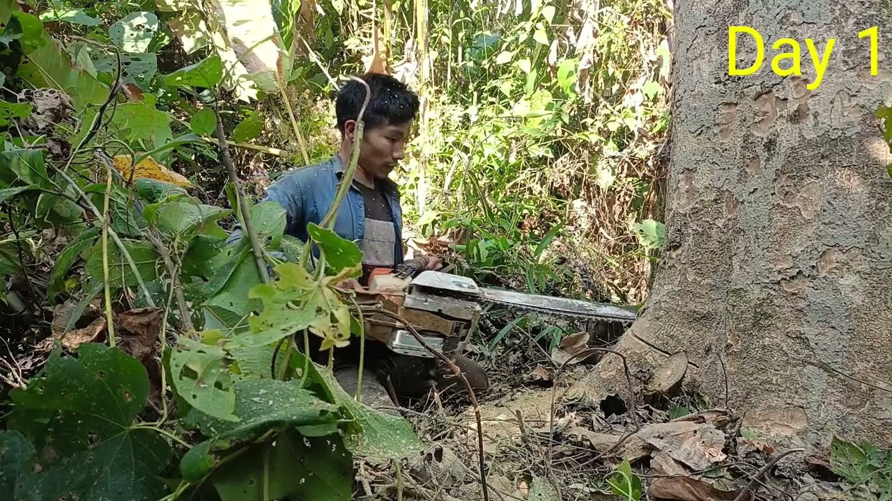 Cutting A Big Tree To Build My House.