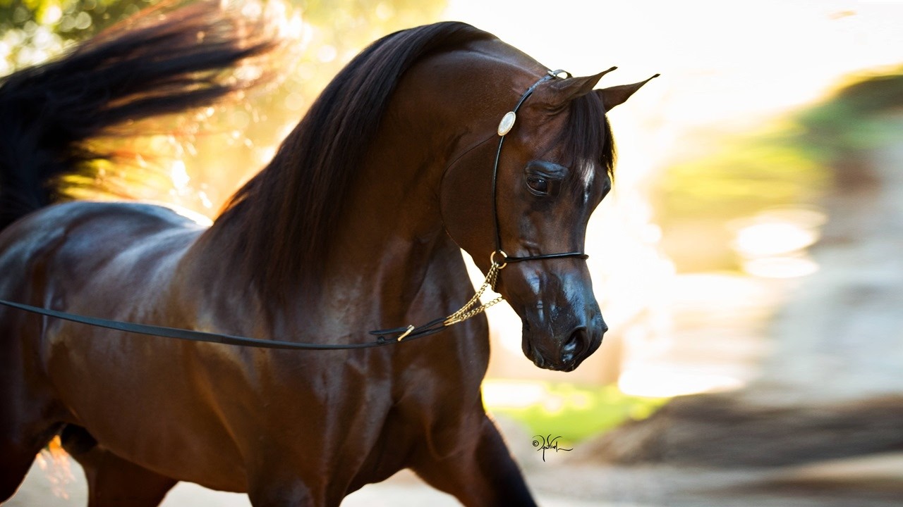 أفضل خيول الإنتاج في الخيل العربي الأصيل لعام 2024 | Top Arabian Horse Sires of 2024