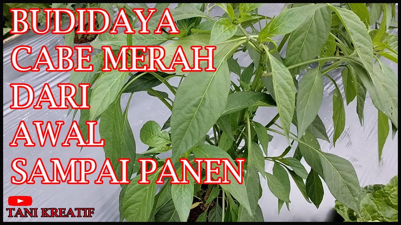 Budidaya Cabe Merah Dari Awal