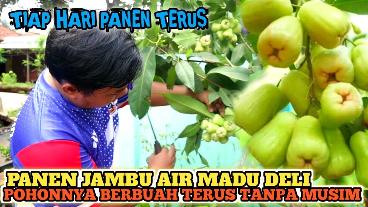 Keren... Pohon Jambu Air MDH Ini Berbuah Terus Tiap Hari Tanpa Musim || Cuma Ditanam Didalam Pot