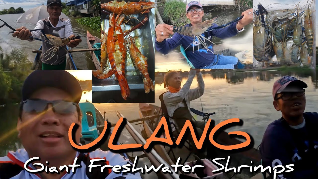 Fishing for ULANG or Philippine GIANT FRESHWATER SHRIMP #giantfreshwatershrimp #calumpitbulacan