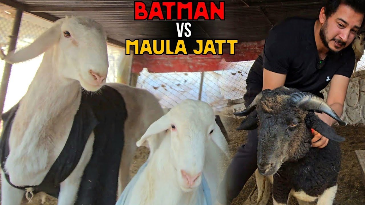 Batman ne aaj Maula Jatt kee jan nikal di 😱 - Amin bhai ne phr mera murga kaat diya 😓