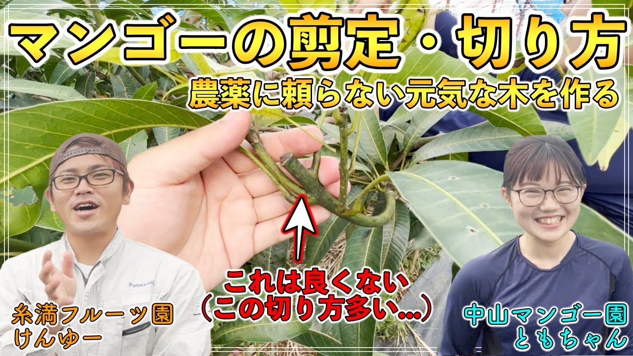 【マンゴーの剪定解説】木が元気が出る剪定と切り方．なぜ立ち枝を残すのか？【中山マンゴー園 ともちゃん】