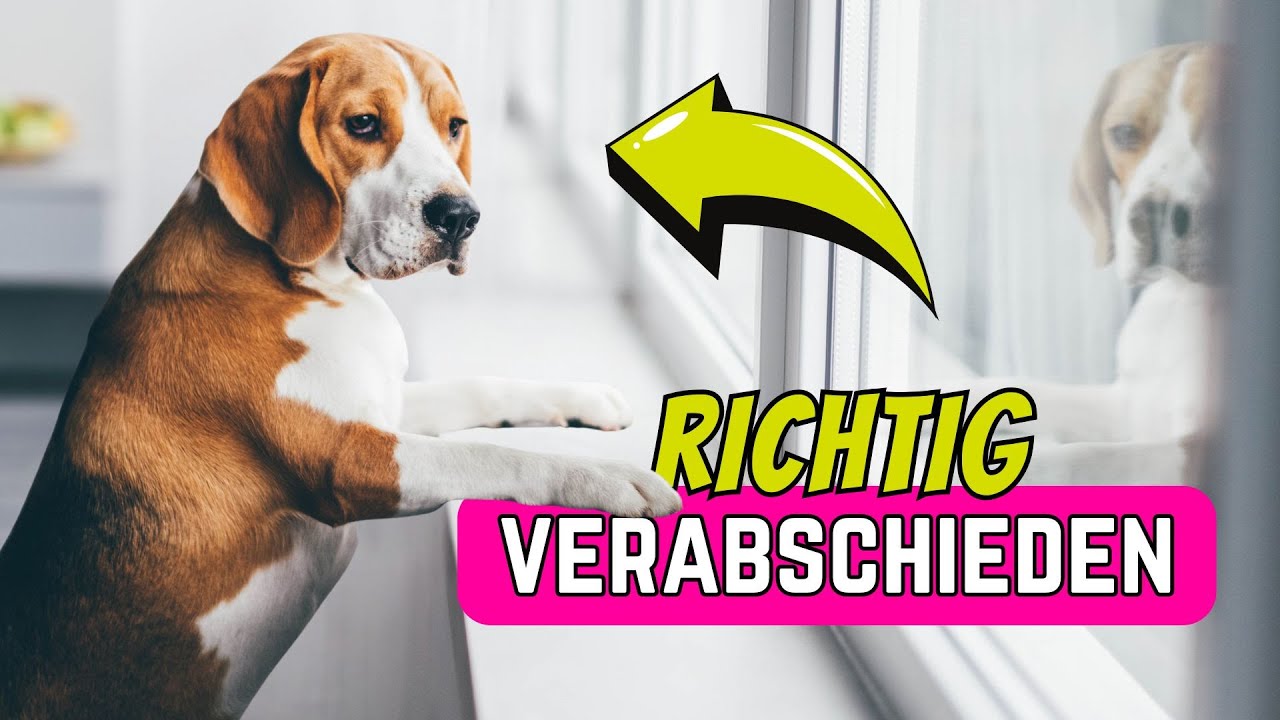 5 Fehler, die du als Hundehalter vermeiden MUSST, bevor du das Haus verl&auml;sst! 😨